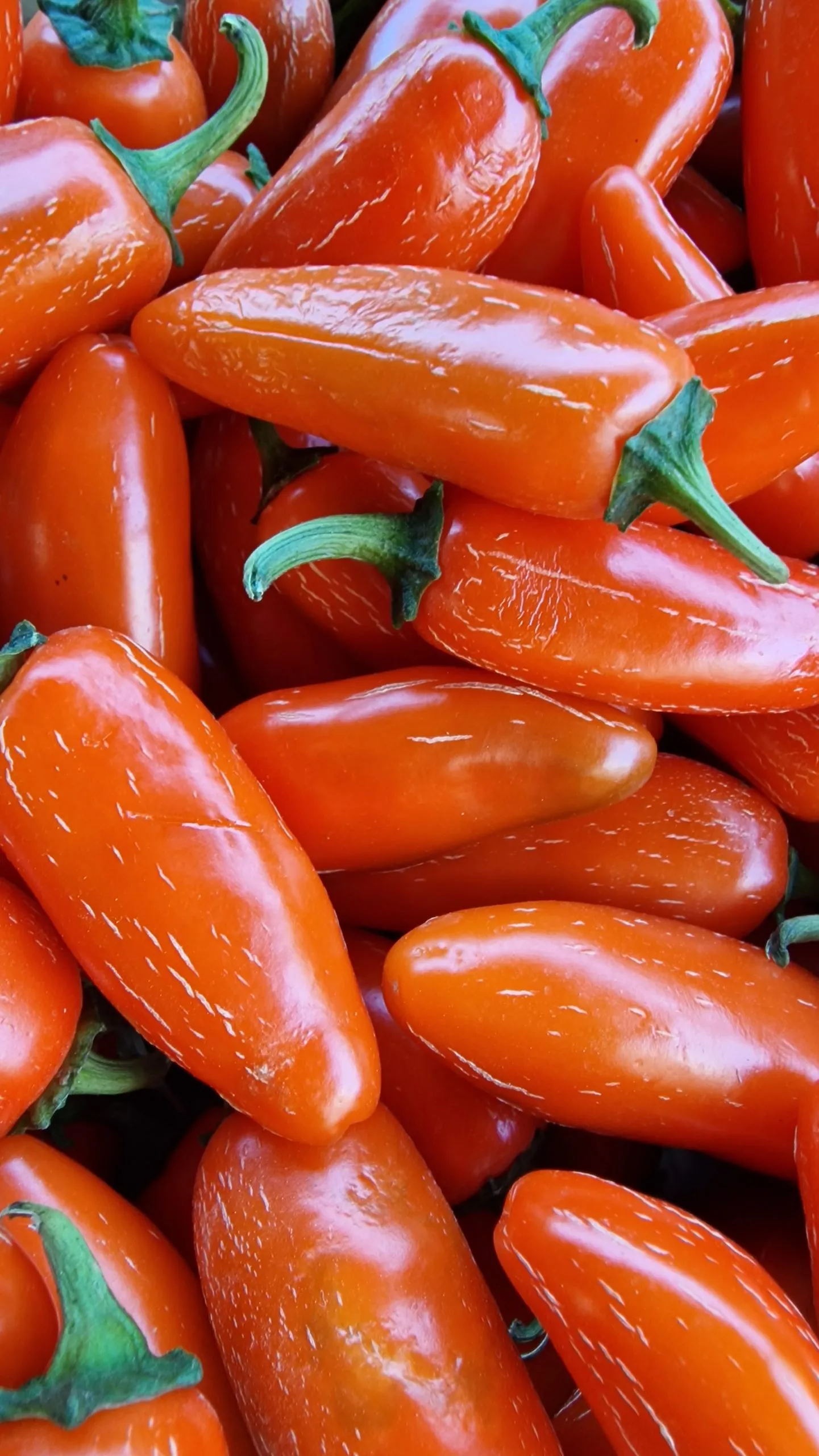 Orange Jalapeno - Image 6