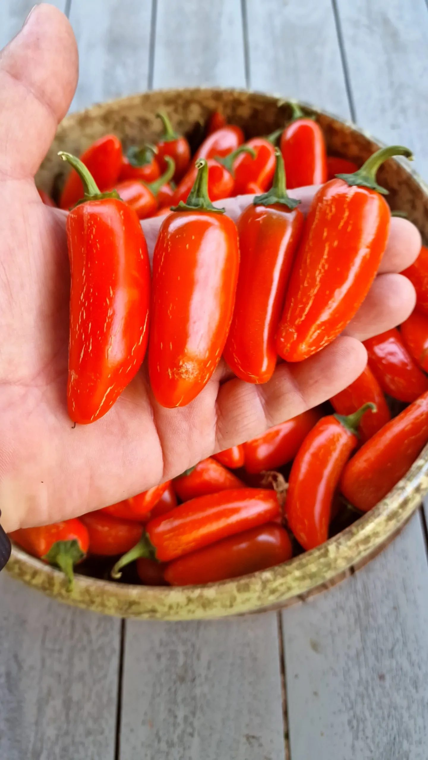 Orange Jalapeno - Image 5