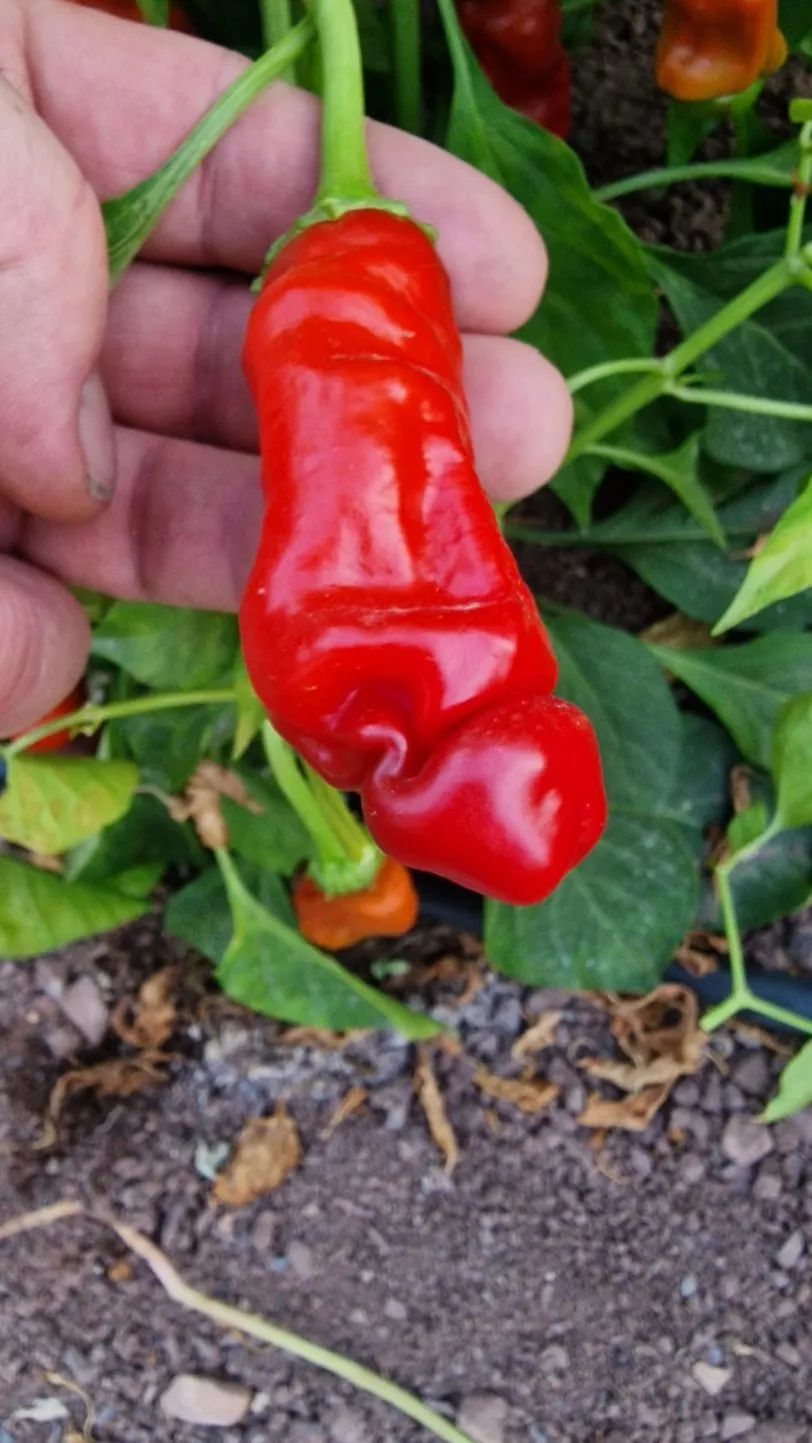 Peters Pepper Chilli Seeds - Image 2