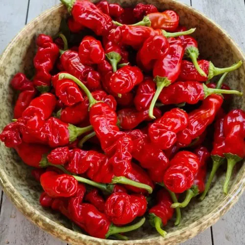 Peters Pepper Chilli Seeds