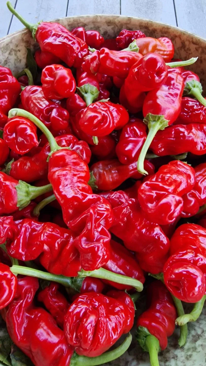 Peters Pepper Chilli Seeds - Image 6