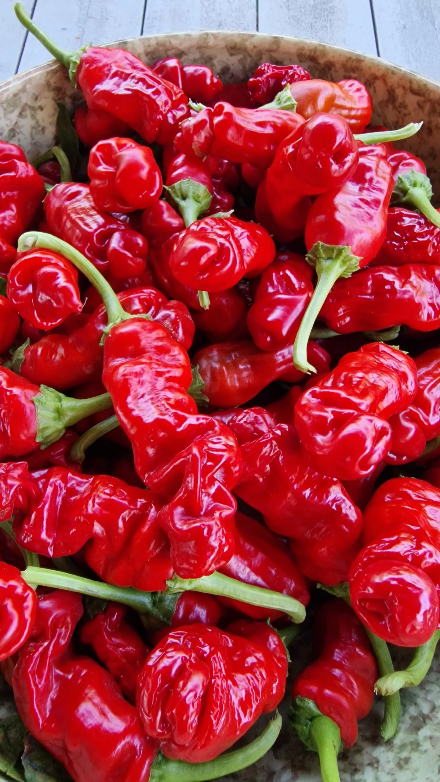 Peters Pepper Chilli Seeds - Image 6