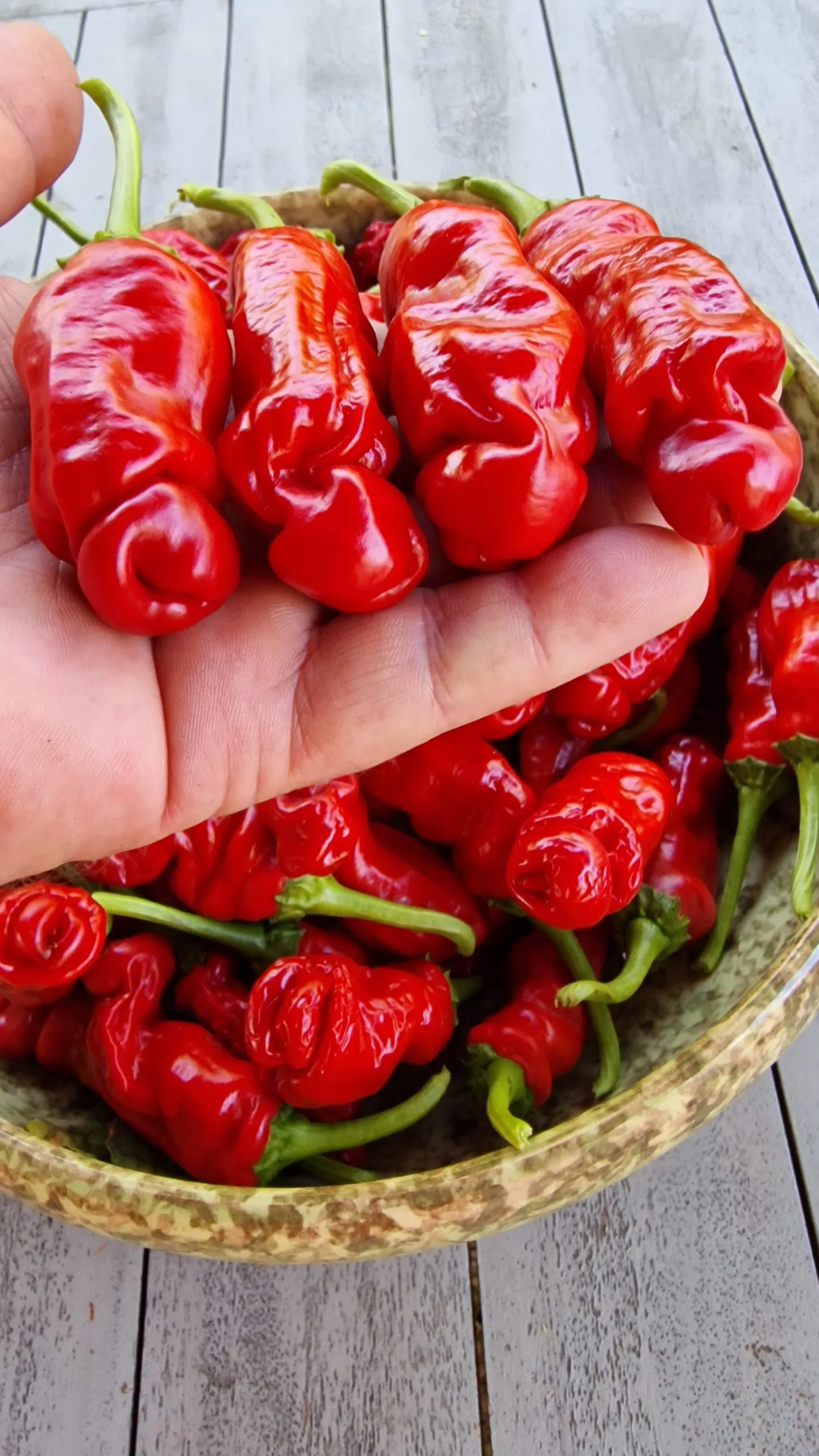 Peters Pepper Chilli Seeds - Image 4