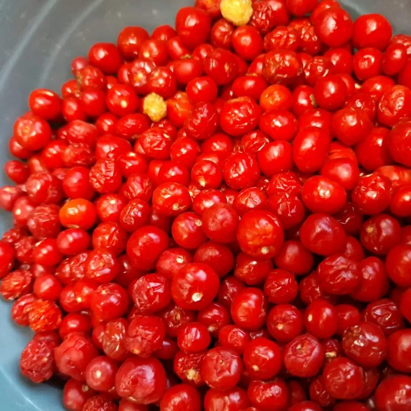 Aji Charapita Red - Image 4