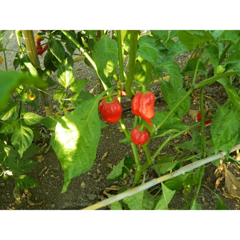 Naga Viper - Image 8