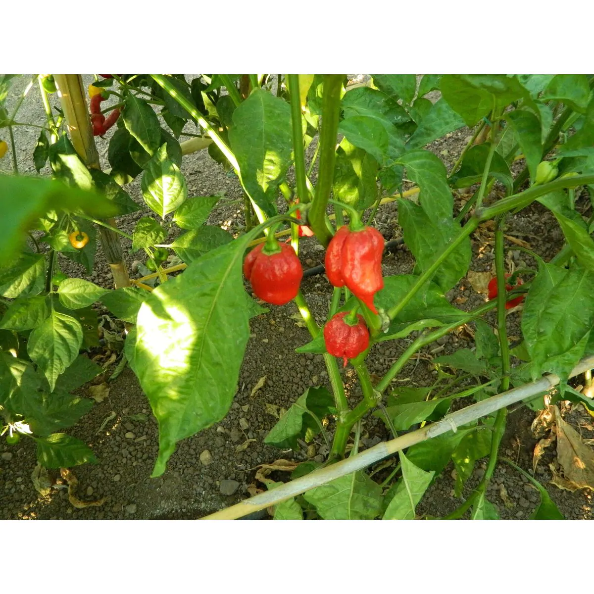 Naga Viper - Image 8