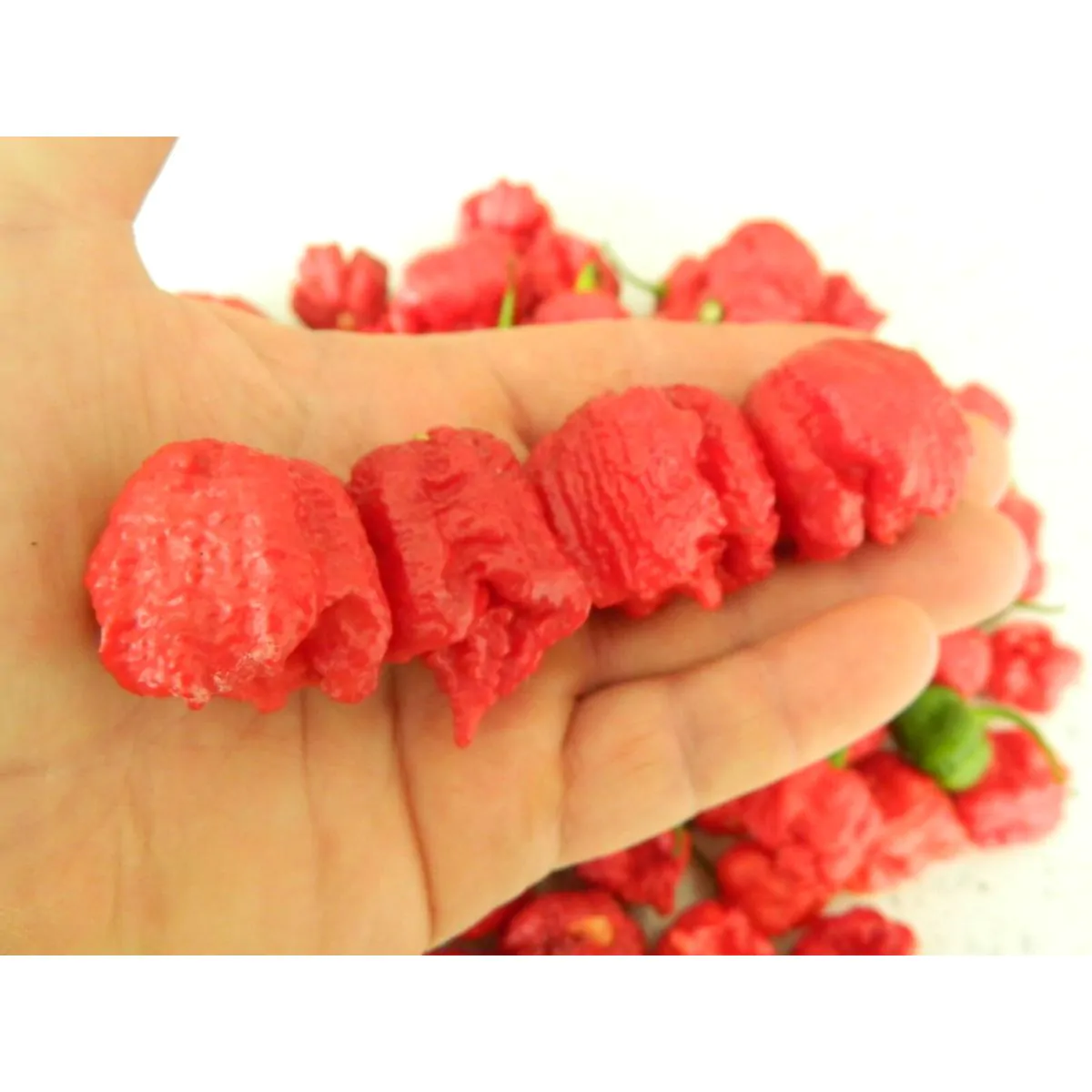 Dragons Breath Chilli Seeds