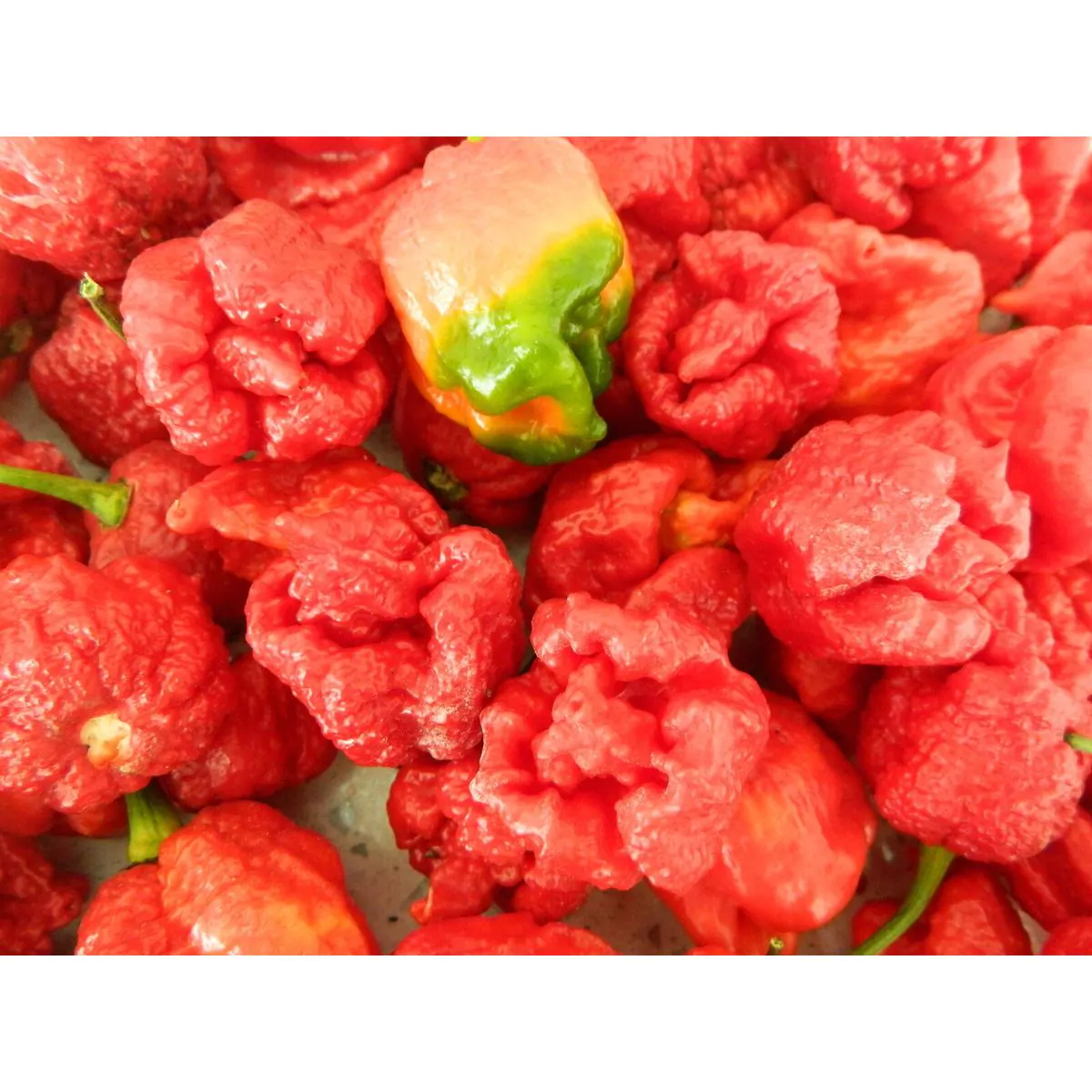 Dragons Breath Chilli Seeds - Image 2