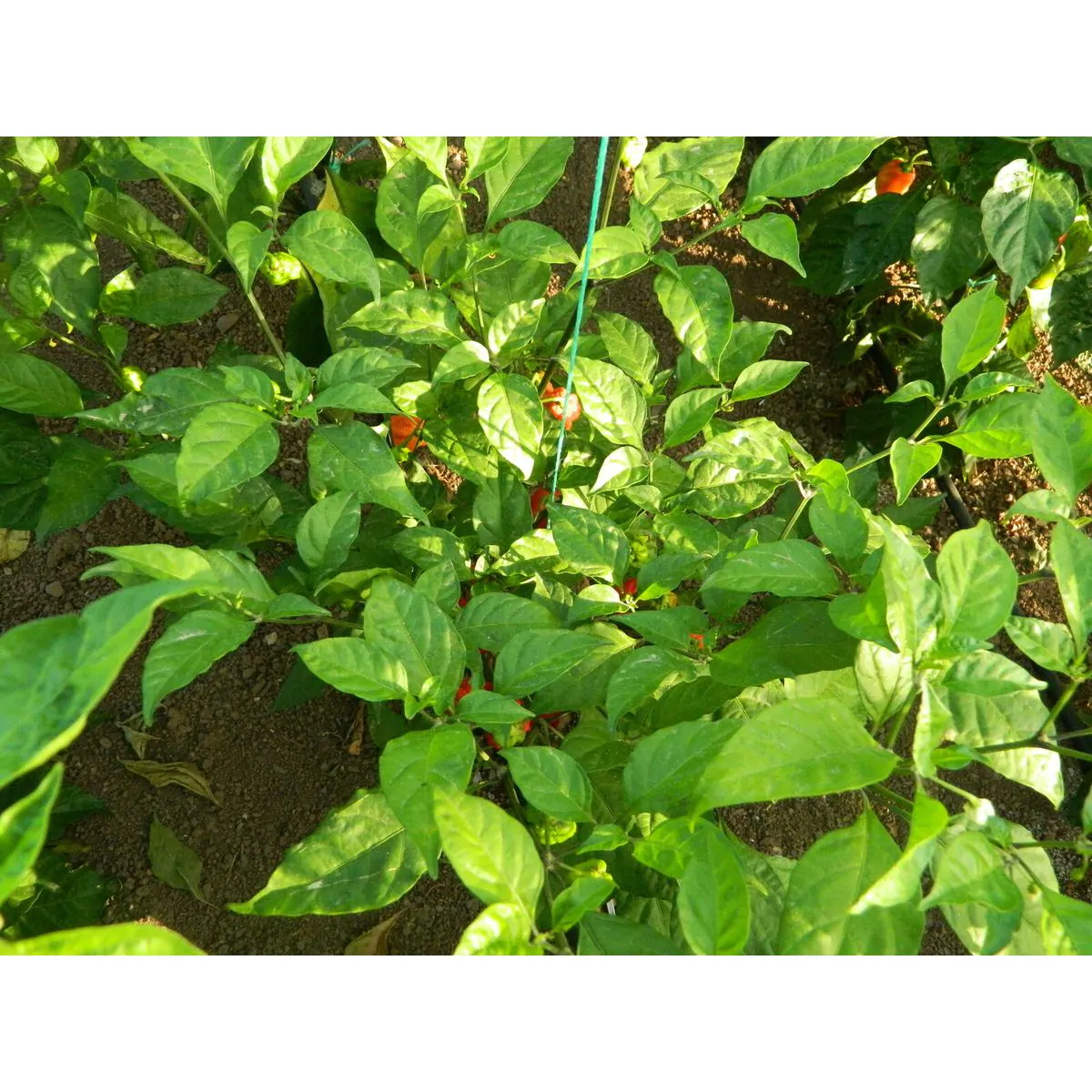 Dragons Breath Chilli Seeds - Image 6