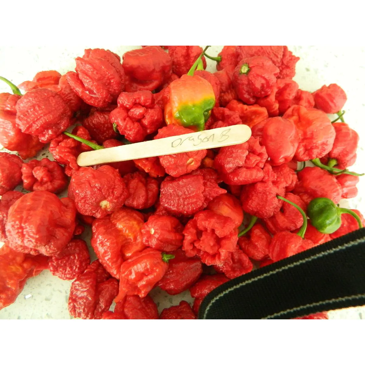 Dragons Breath Chilli Seeds - Image 3