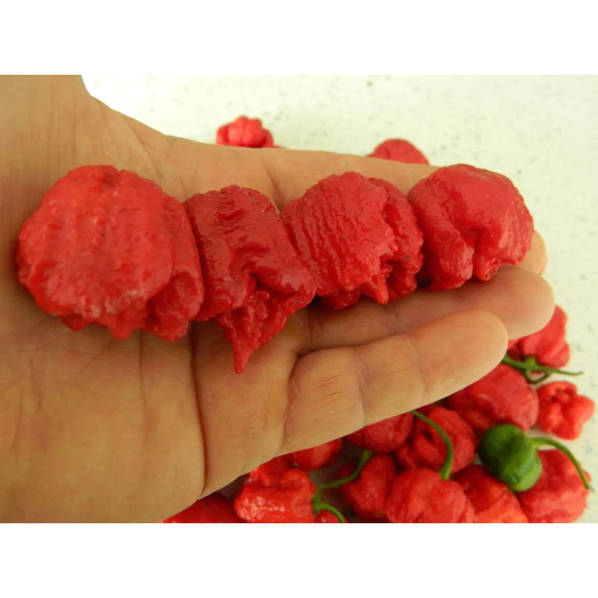 Dragons Breath Chilli Seeds - Image 9