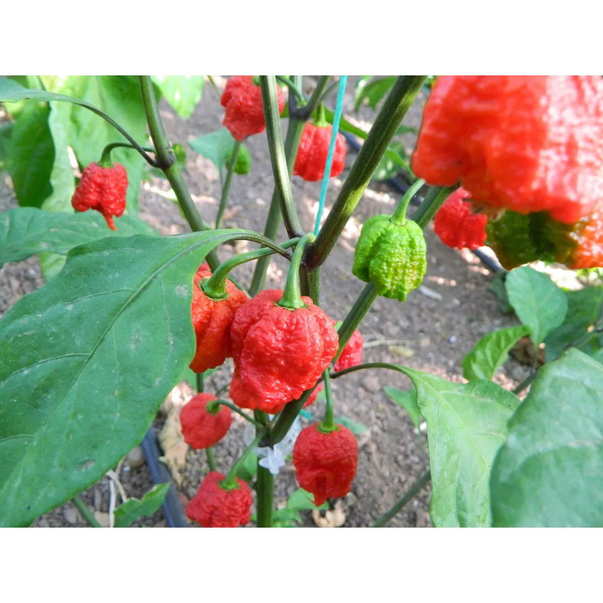 Dragons Breath Chilli Seeds - Image 8