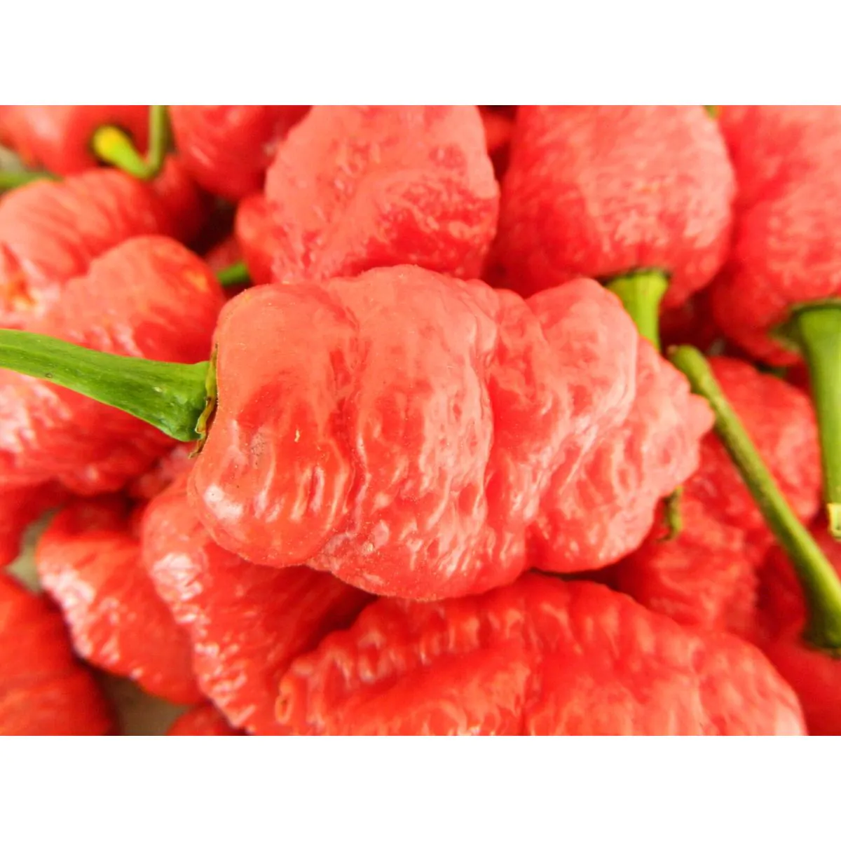 Death Spiral Chilli Seeds - Image 2