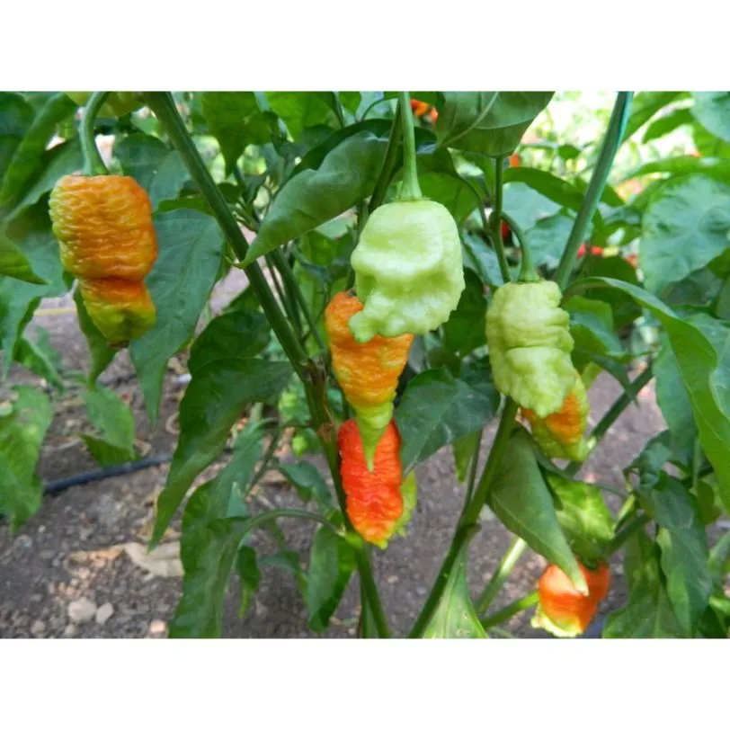 Death Spiral Chilli Seeds - Image 5