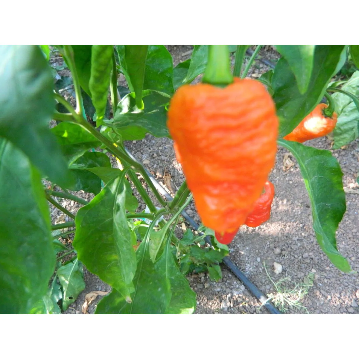 Death Spiral Chilli Seeds - Image 3