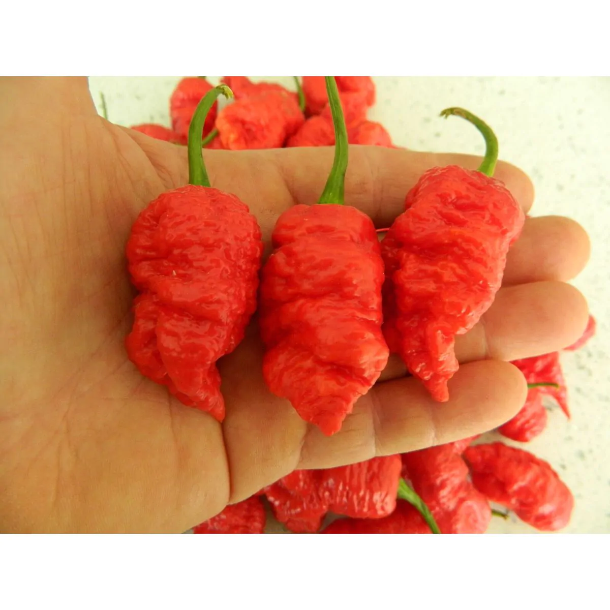 Death Spiral Chilli Seeds - Image 7