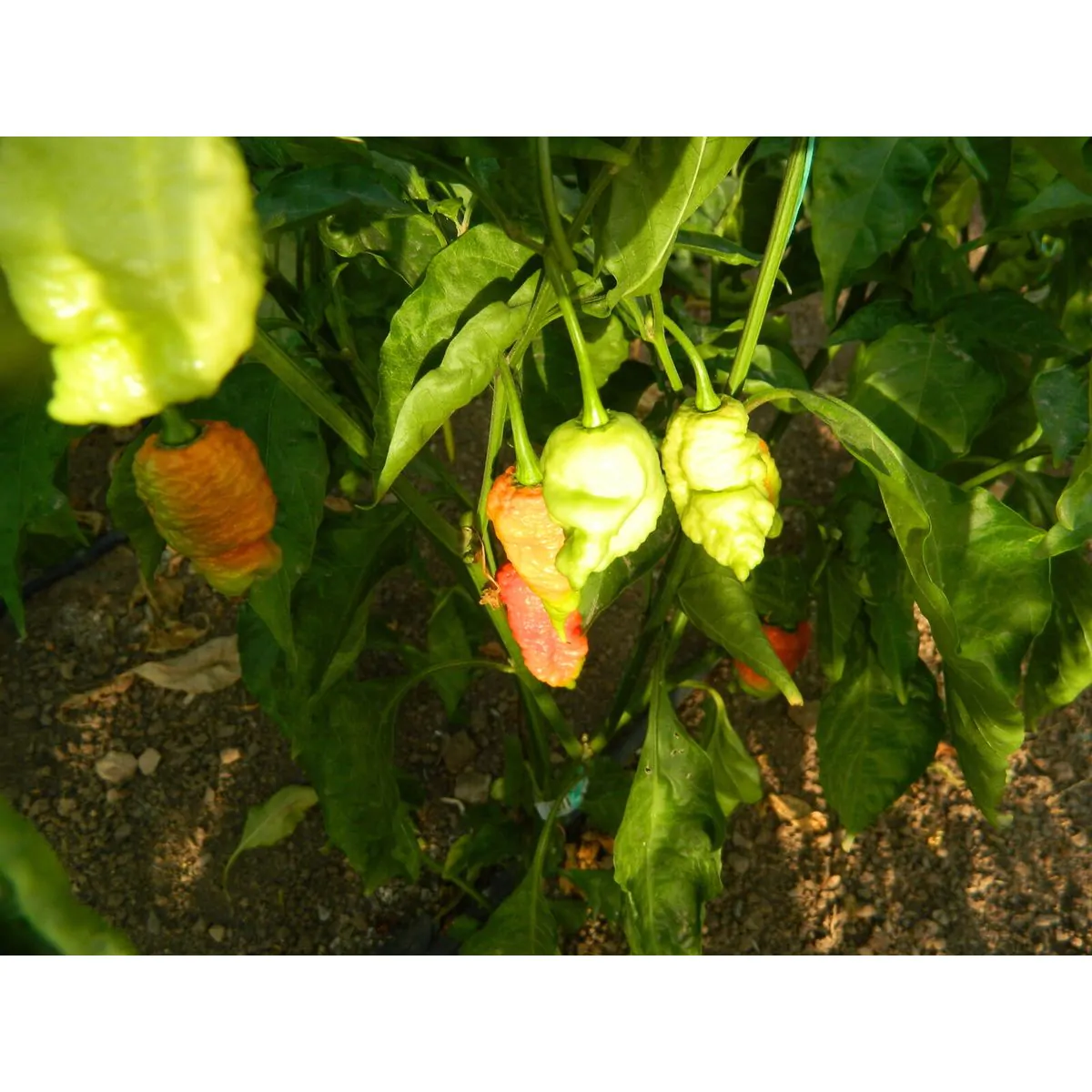 Death Spiral Chilli Seeds - Image 8