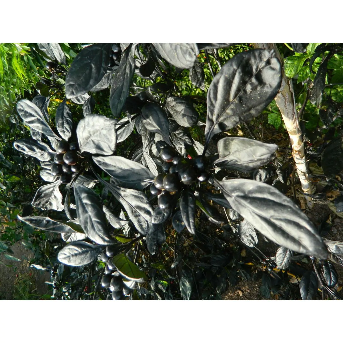 Black Pearl - Image 2