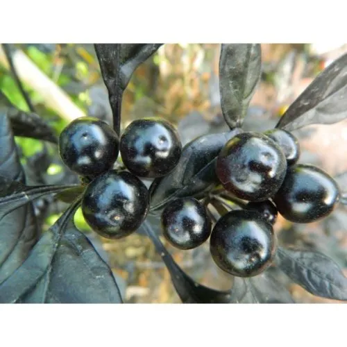 Black Pearl