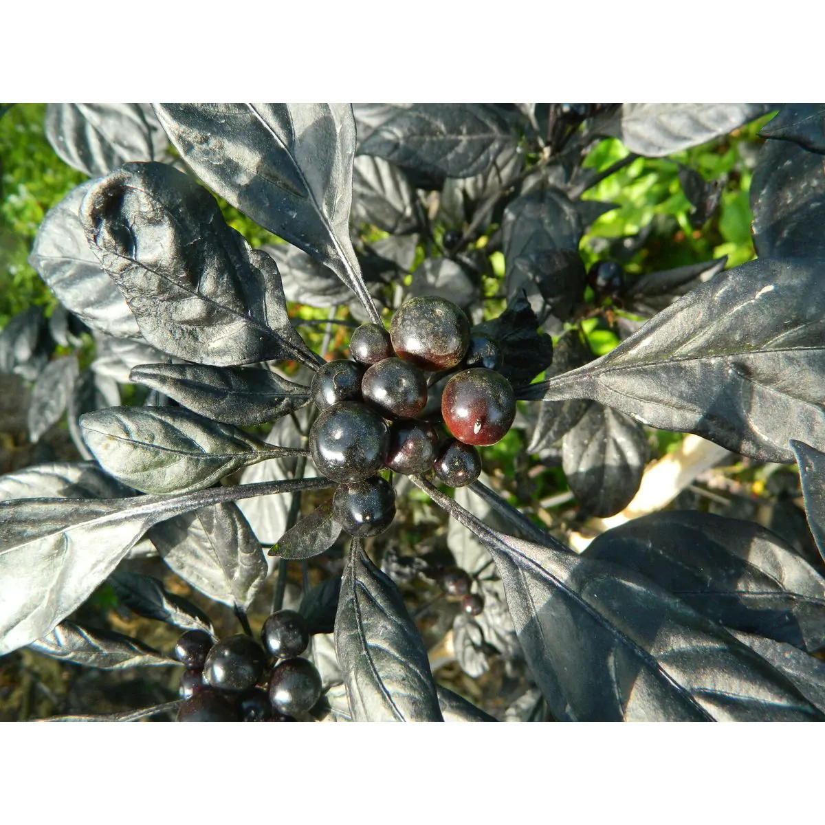 Black Pearl - Image 4