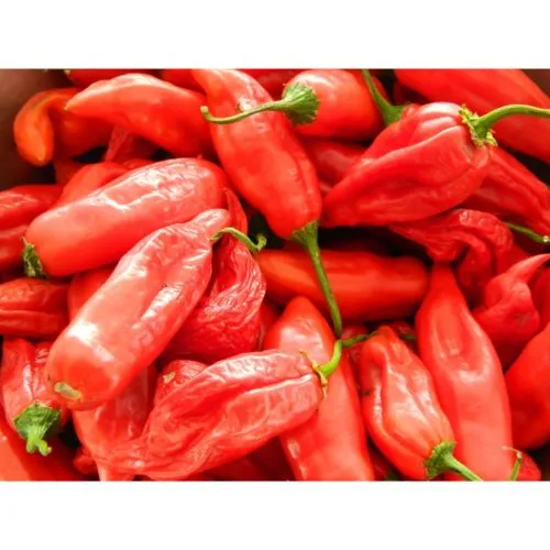Aji Norteno