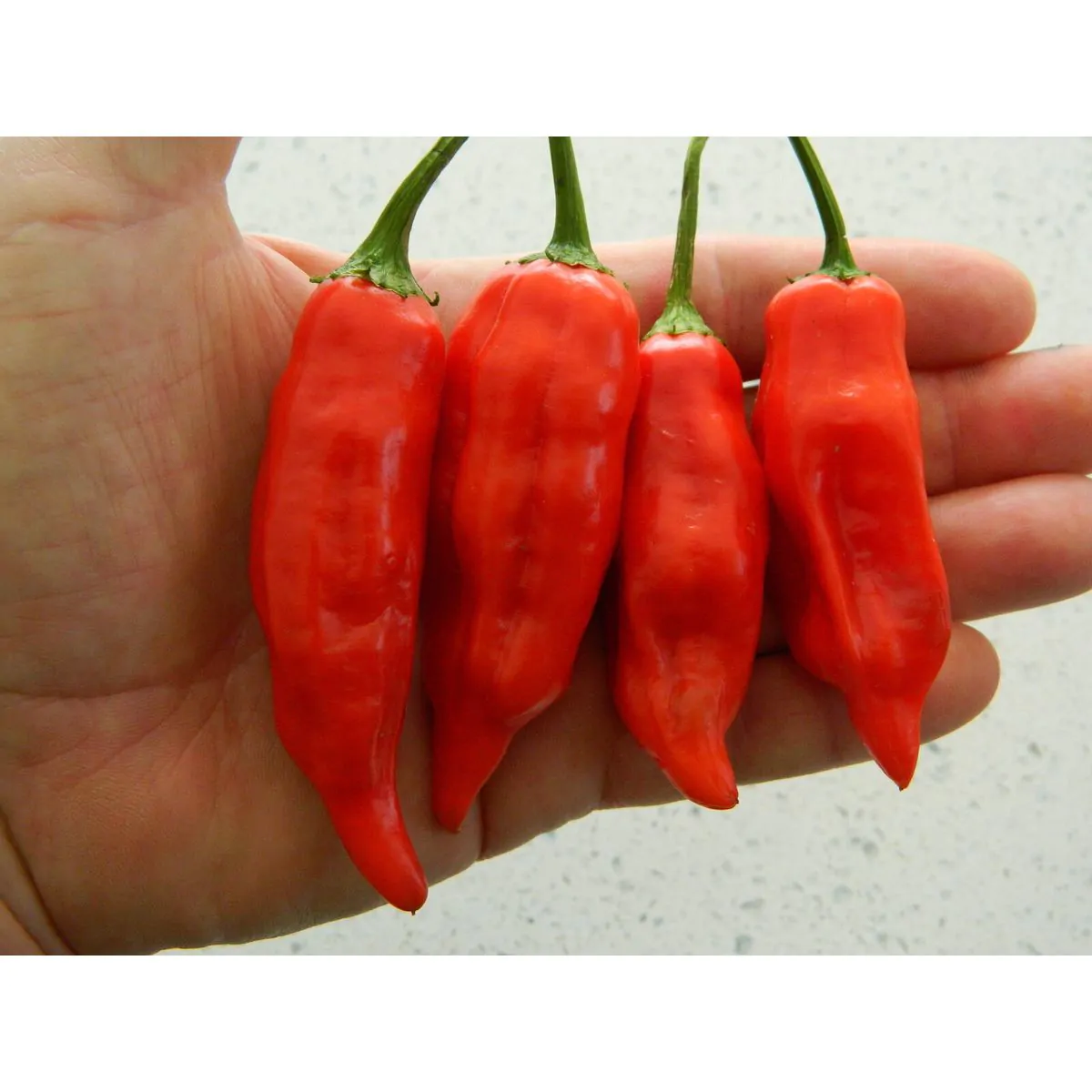 Aji Norteno - Image 3