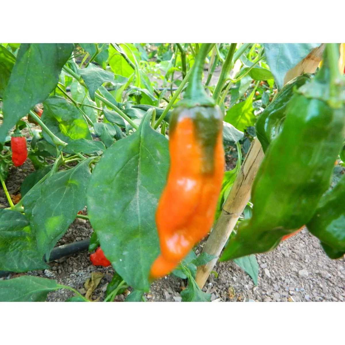 Aji Norteno - Image 5