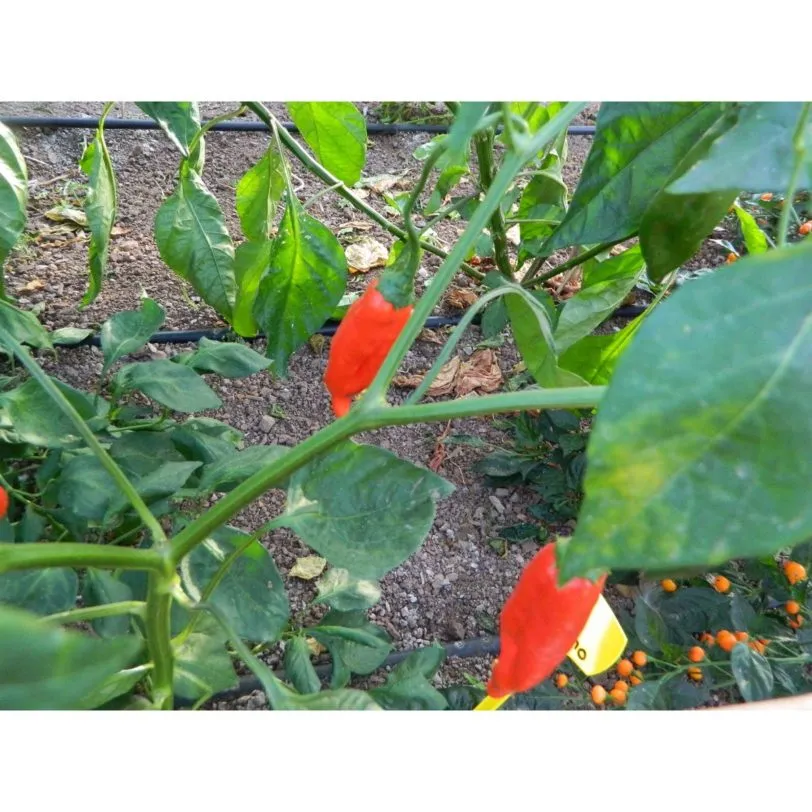 Aji Norteno - Image 2