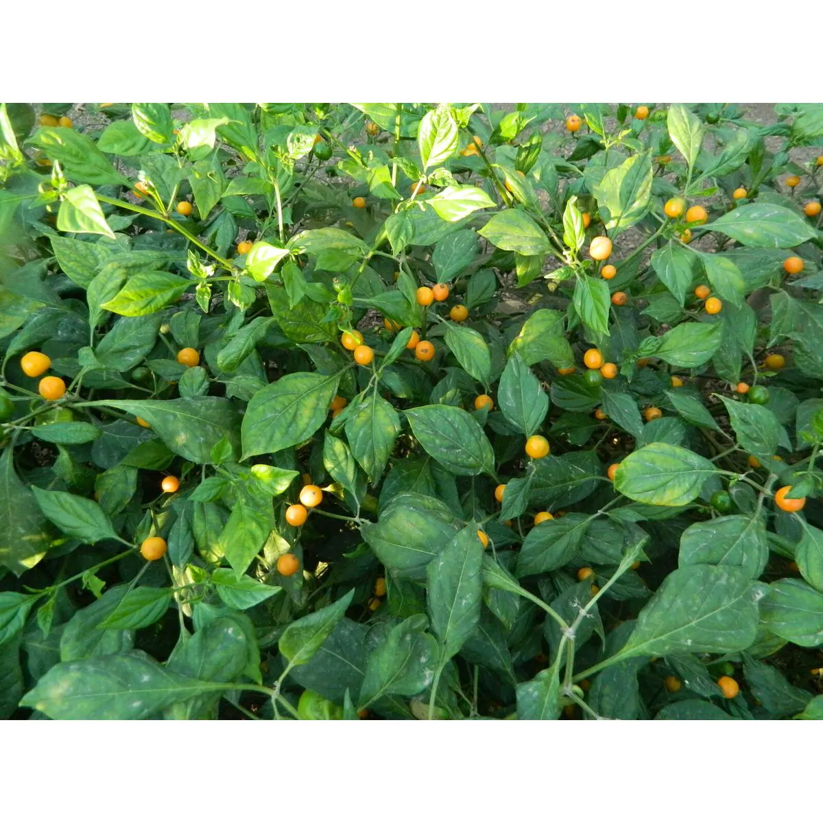 Aji Charapita Chilli Seeds - Image 7