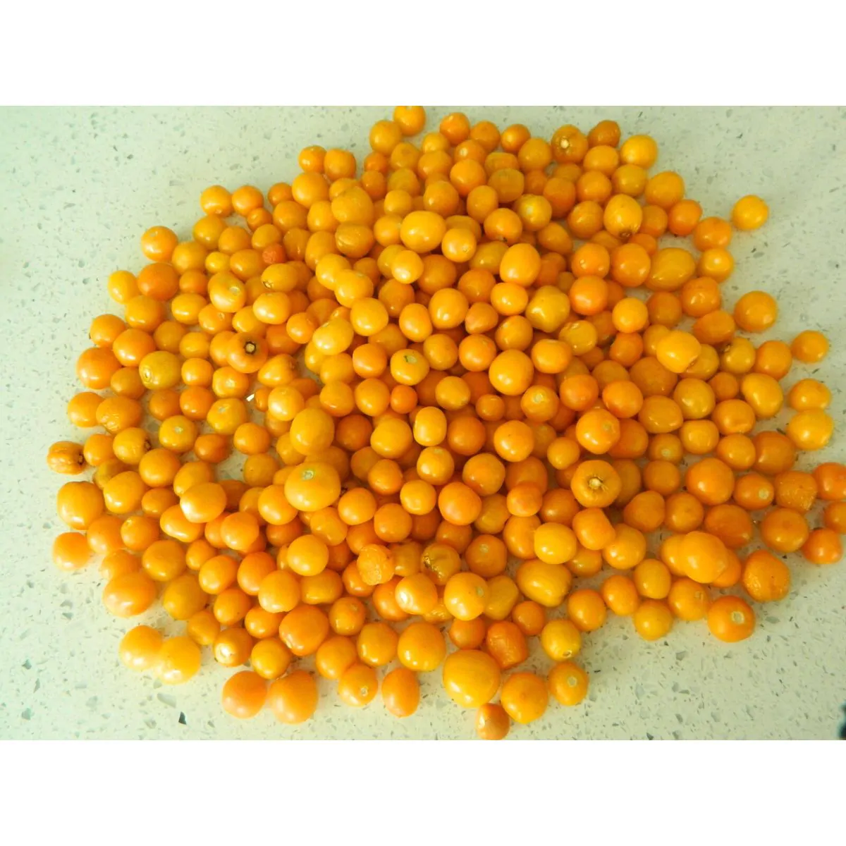 Aji Charapita Chilli Seeds - Image 6