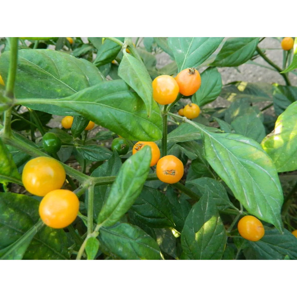 Aji Charapita Chilli Seeds - Image 3