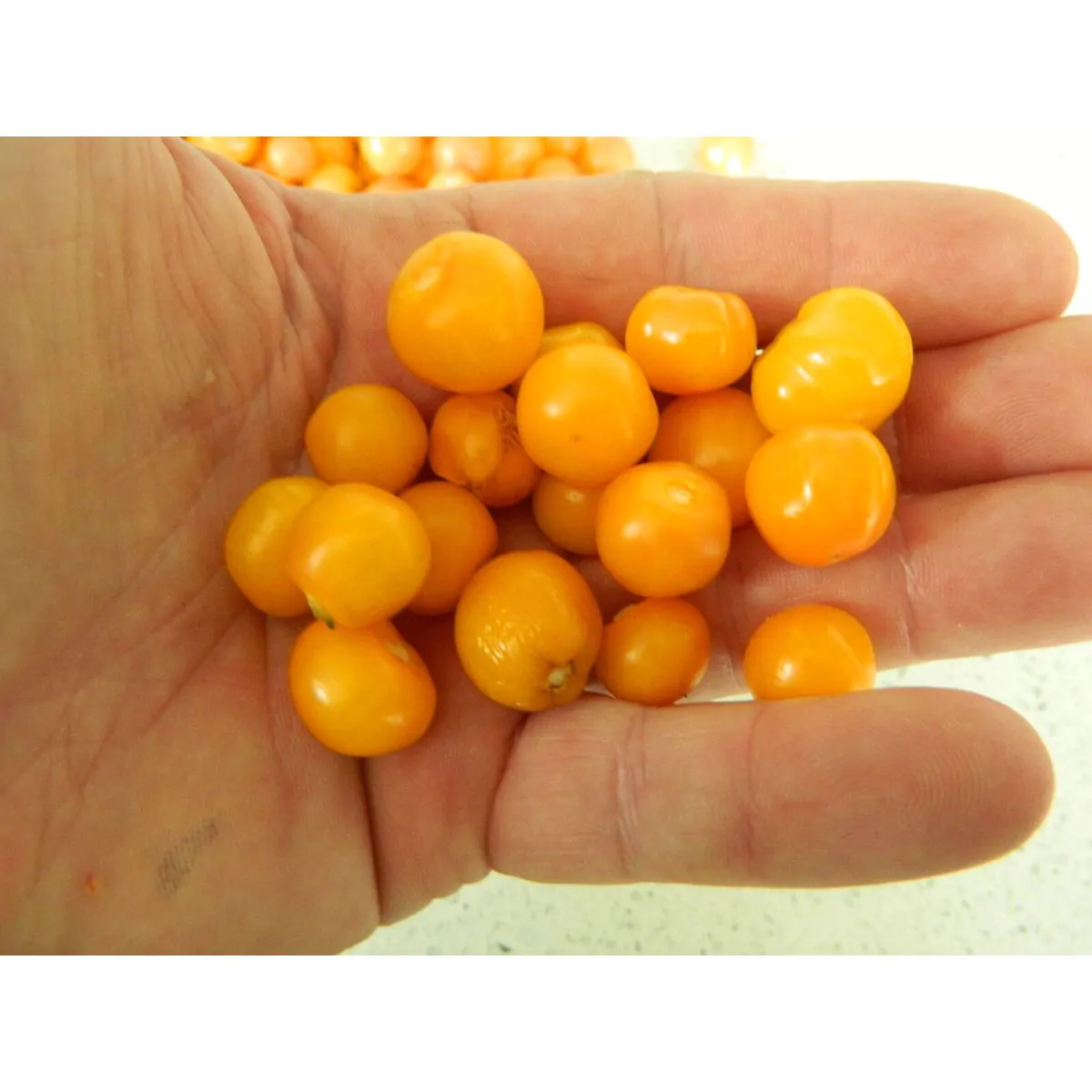 Aji Charapita Chilli Seeds - Image 5