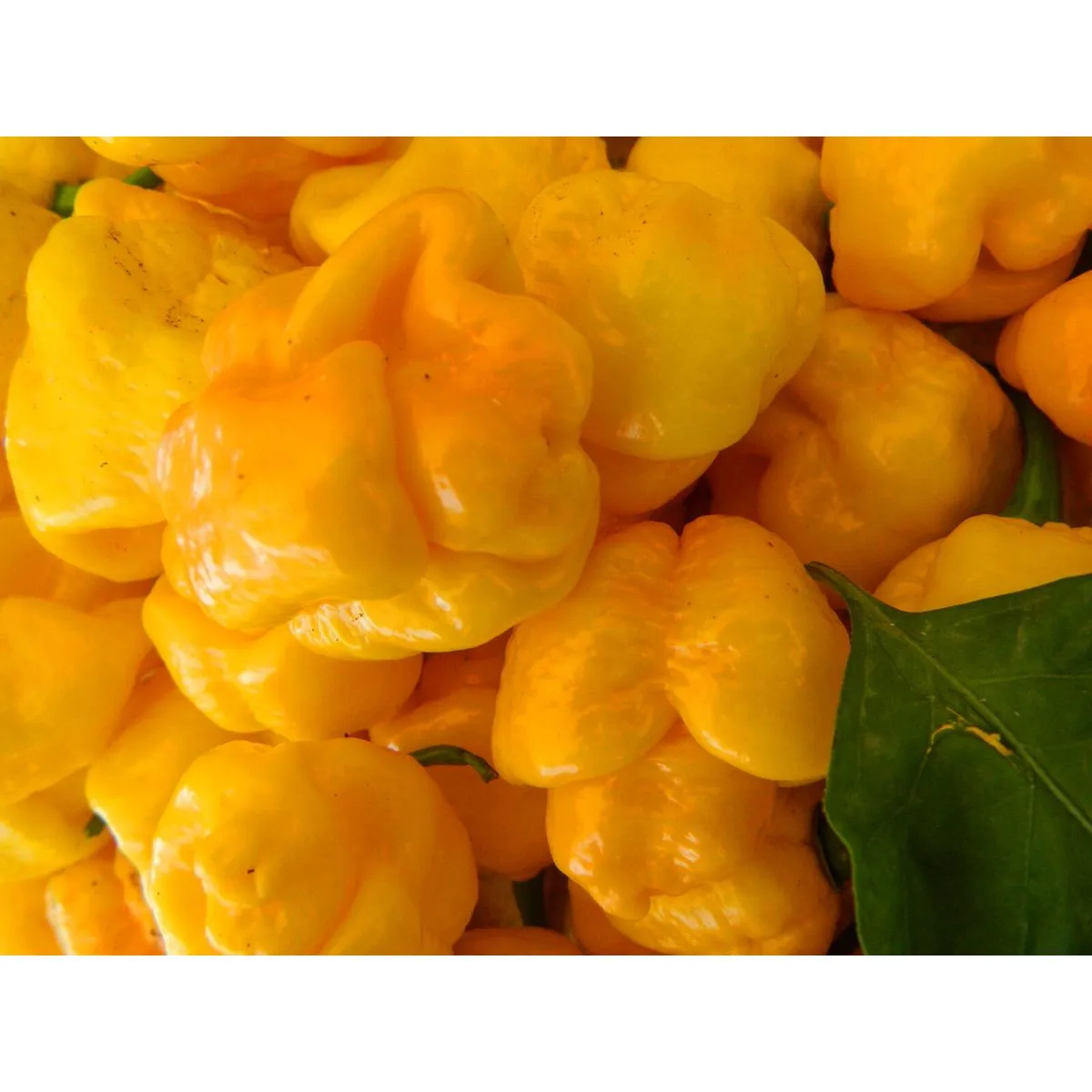 7 Pot Yellow Brain Strain Chilli Seeds - Image 5
