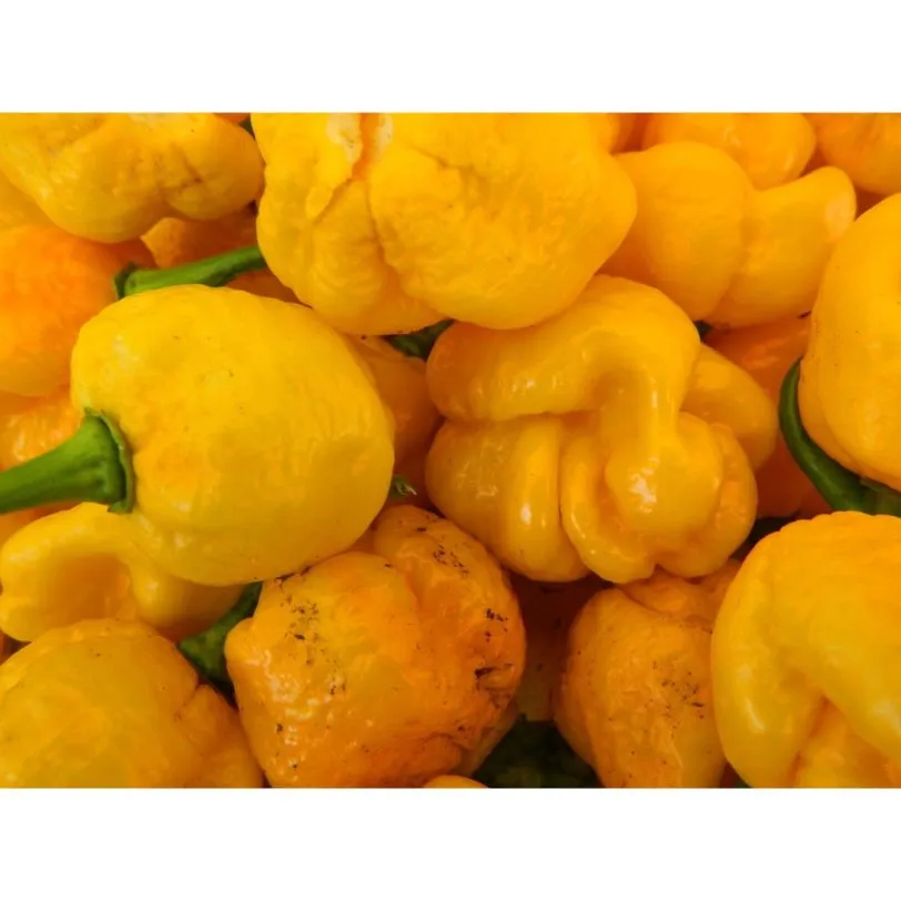 7 Pot Yellow Brain Strain Chilli Seeds - Image 4
