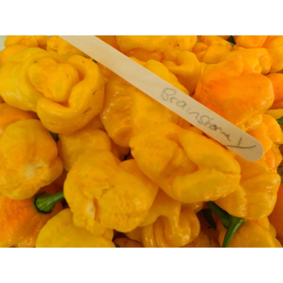 7 Pot Yellow Brain Strain Chilli Seeds - Image 2