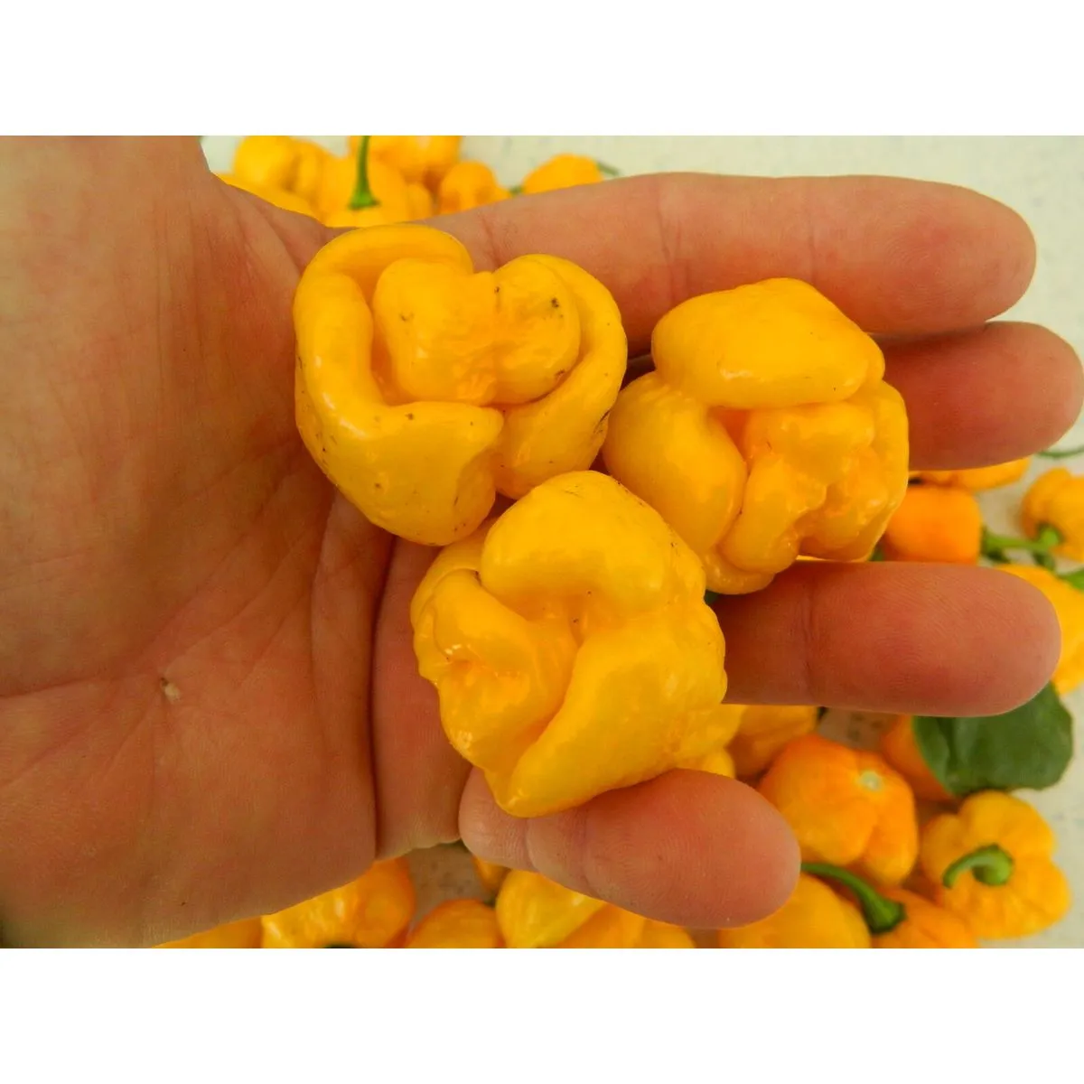 7 Pot Yellow Brain Strain Chilli Seeds - Image 7