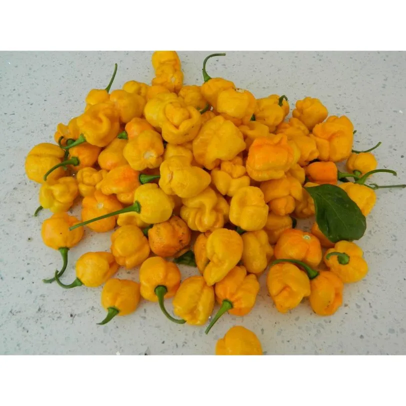 7 Pot Yellow Brain Strain Chilli Seeds - Image 6