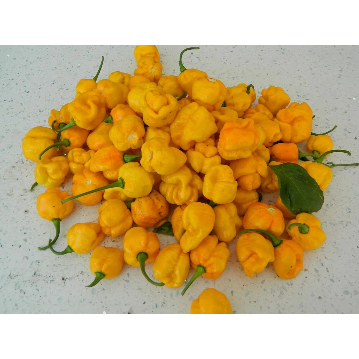 7 Pot Yellow Brain Strain Chilli Seeds - Image 6