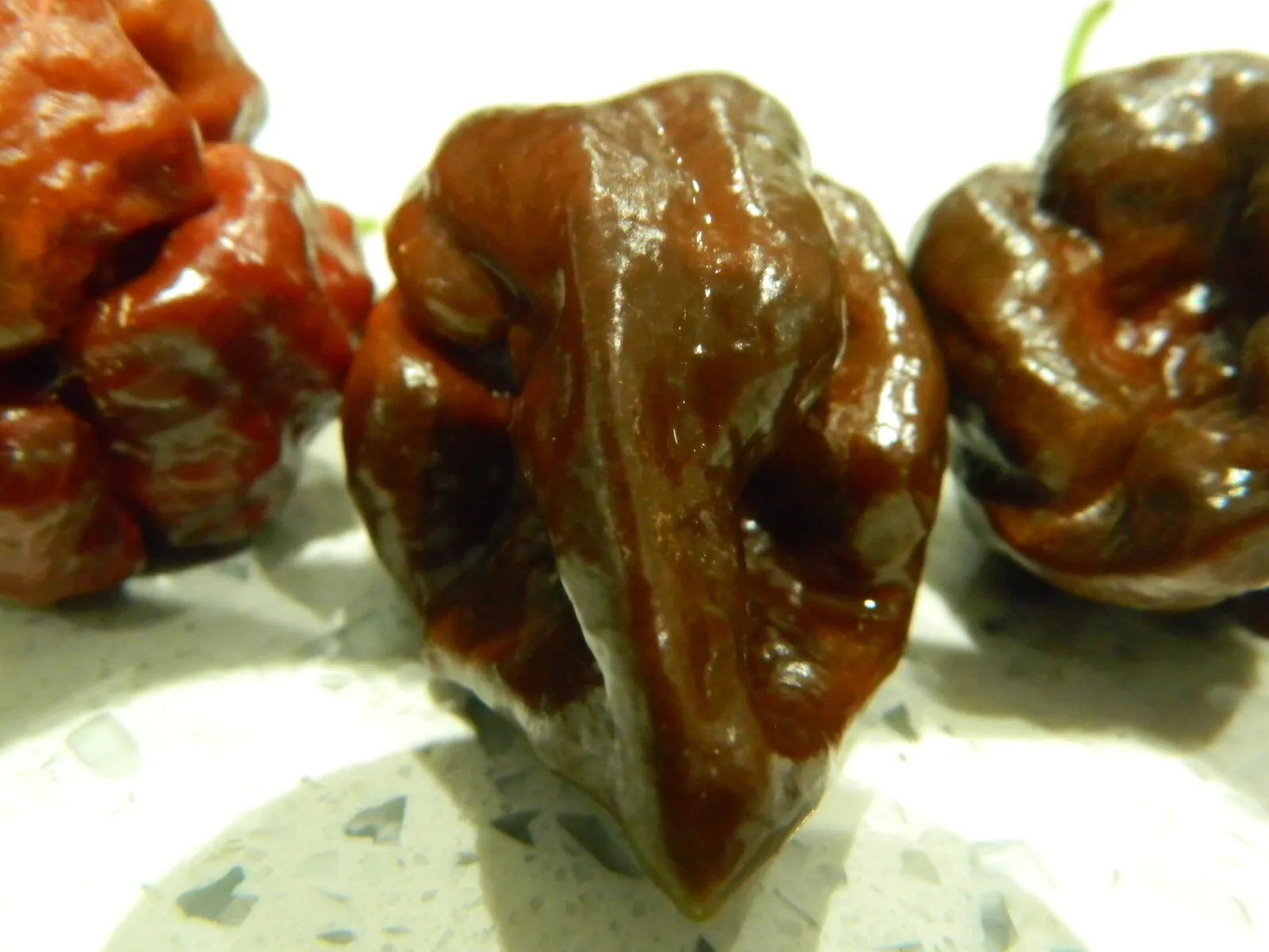 7 Pot Chocolate Chilli Seeds - Image 2