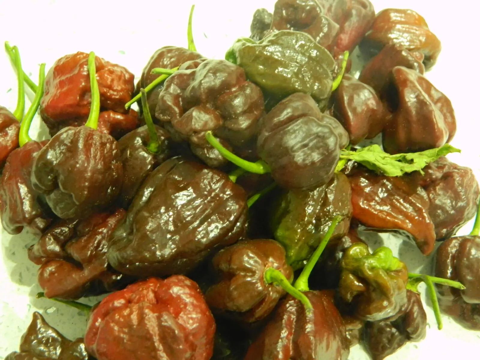 7 Pot Chocolate Chilli Seeds - Image 3