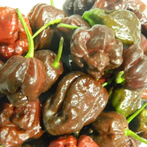 7 Pot Chocolate Chilli Seeds
