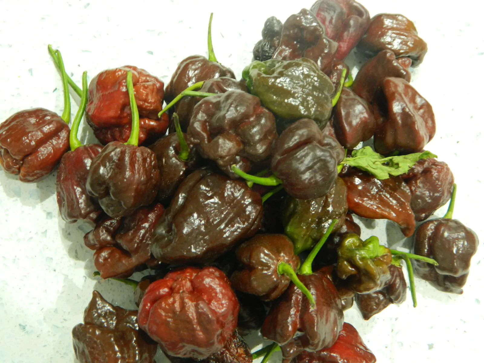 7 Pot Chocolate Chilli Seeds - Image 5