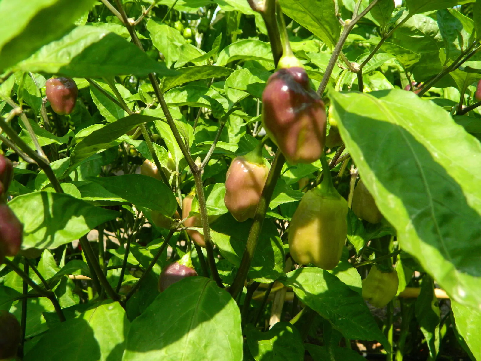 Aji Cajamarca - Image 2