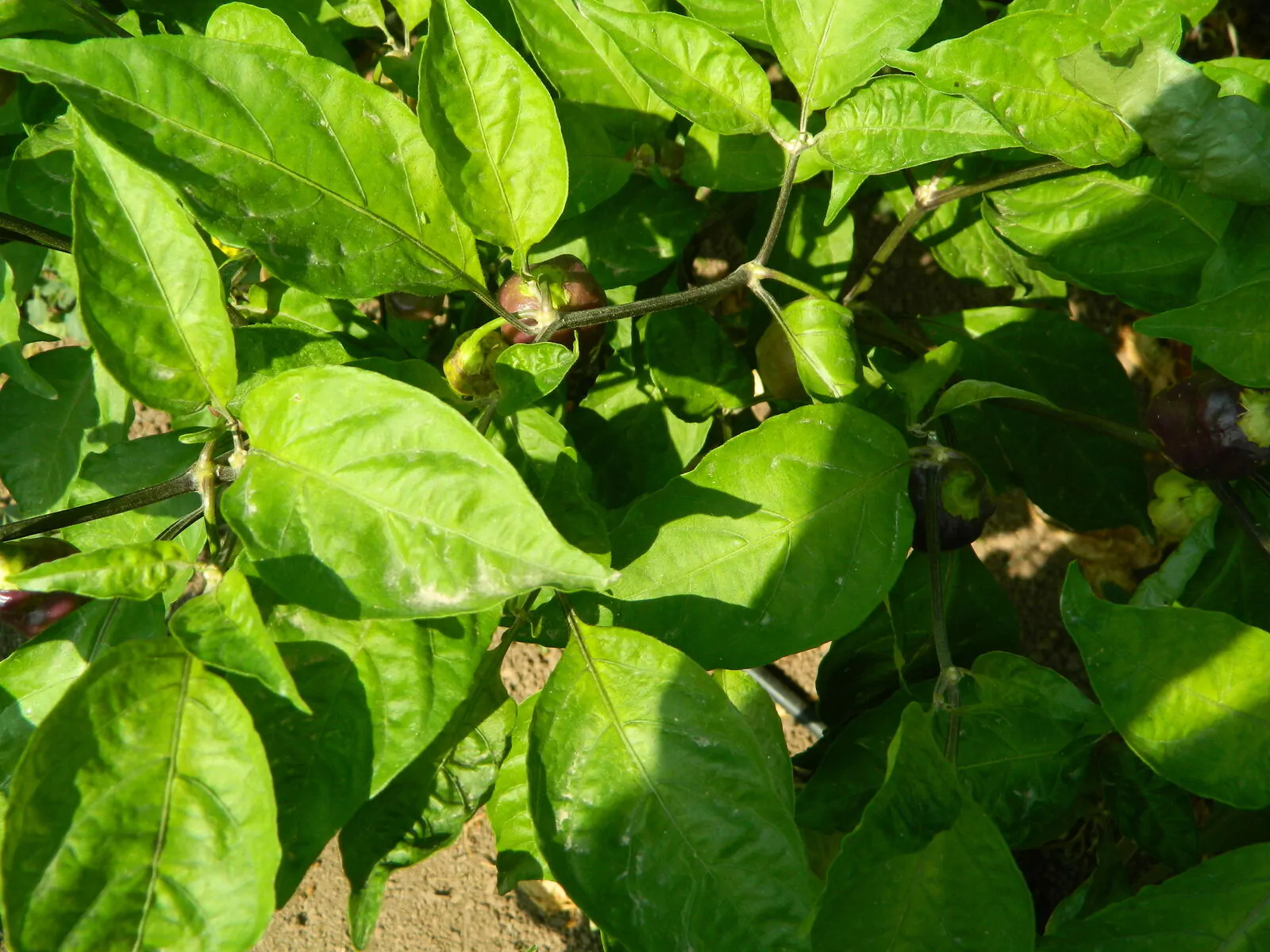 Aji Cajamarca - Image 3