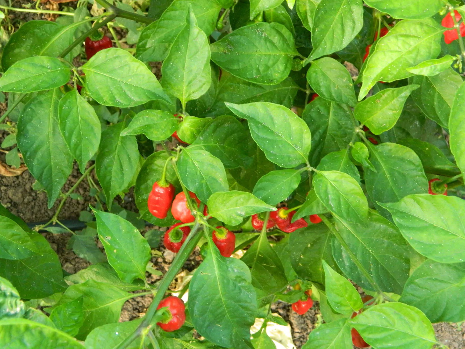 Aji Cajamarca - Image 5