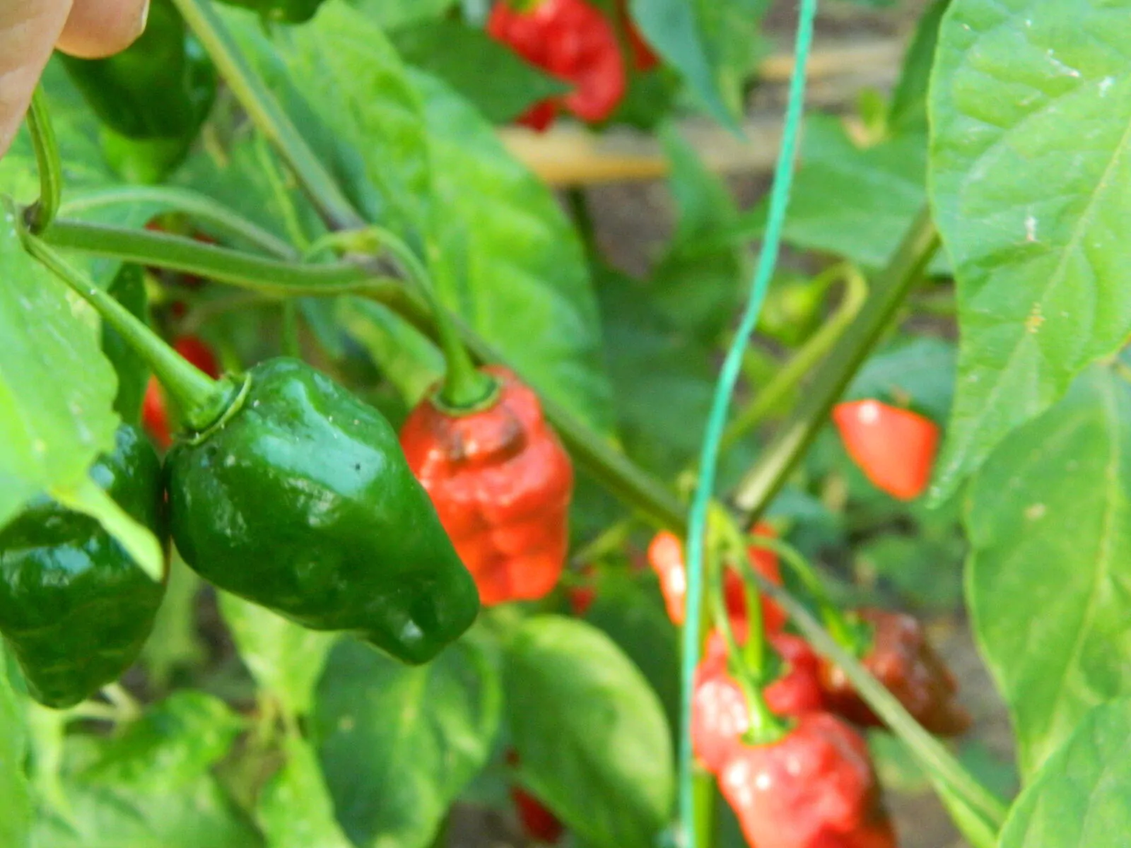 Aji Cajamarca - Image 6