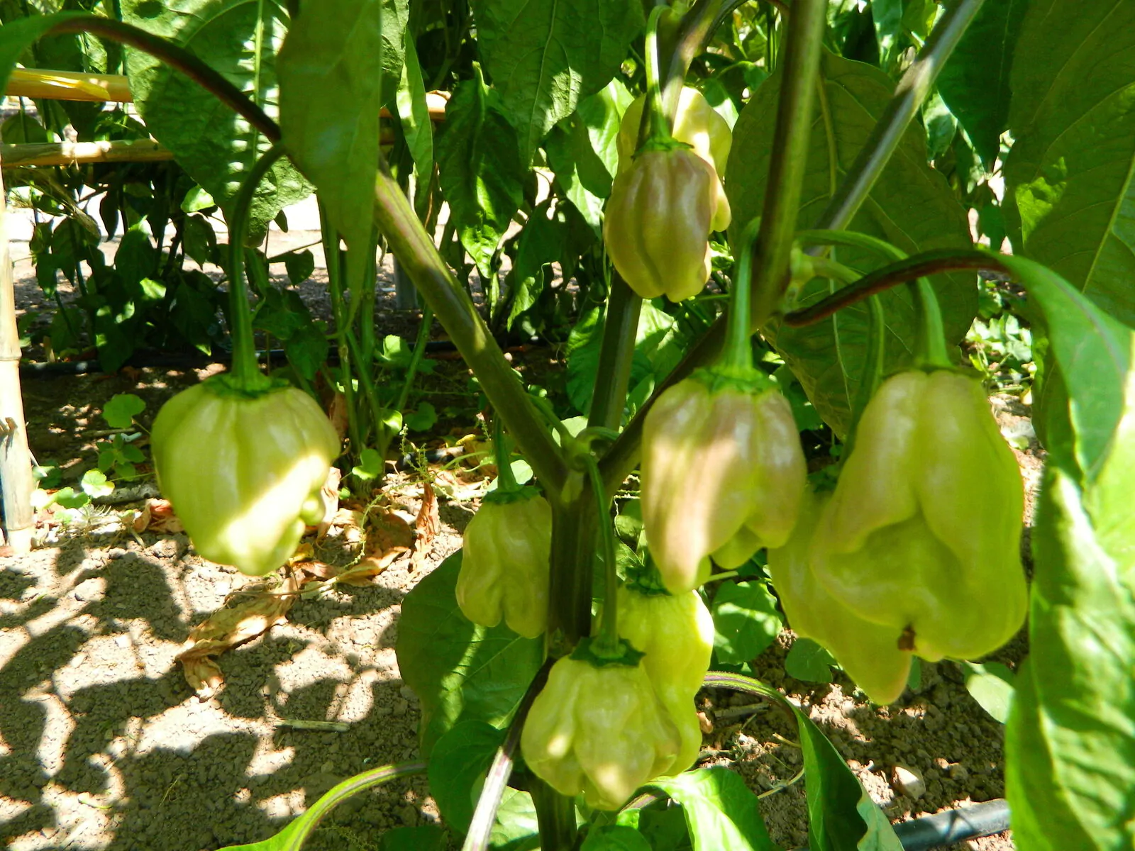 Aji Cajamarca - Image 7