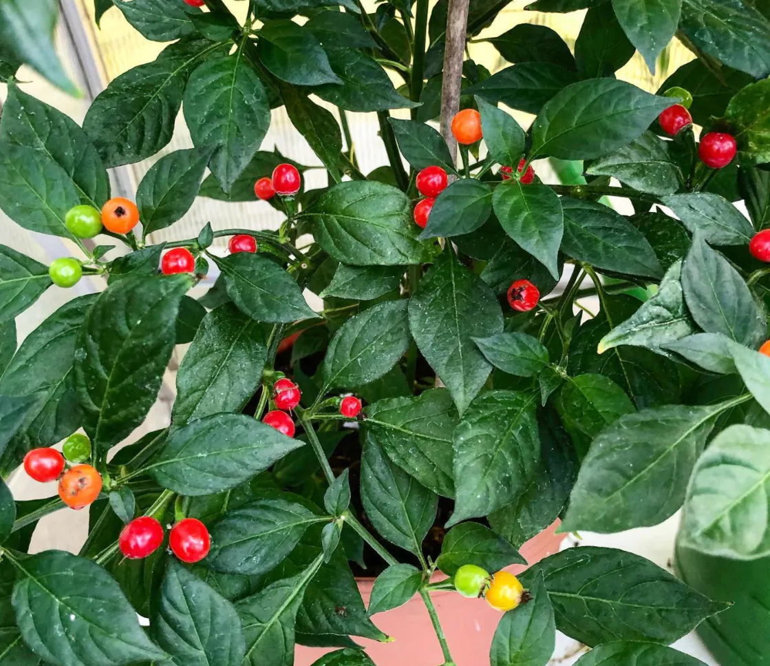 Aji Charapita Red - Image 5