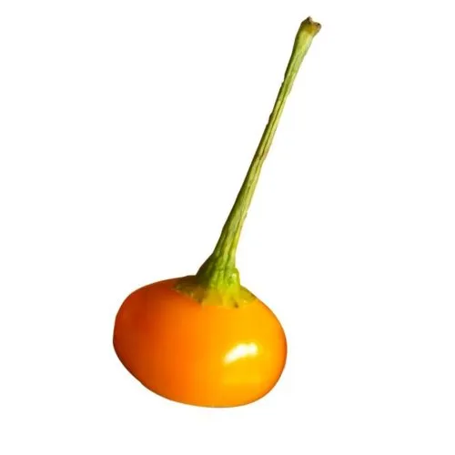 Capezzoli Di Scimmia