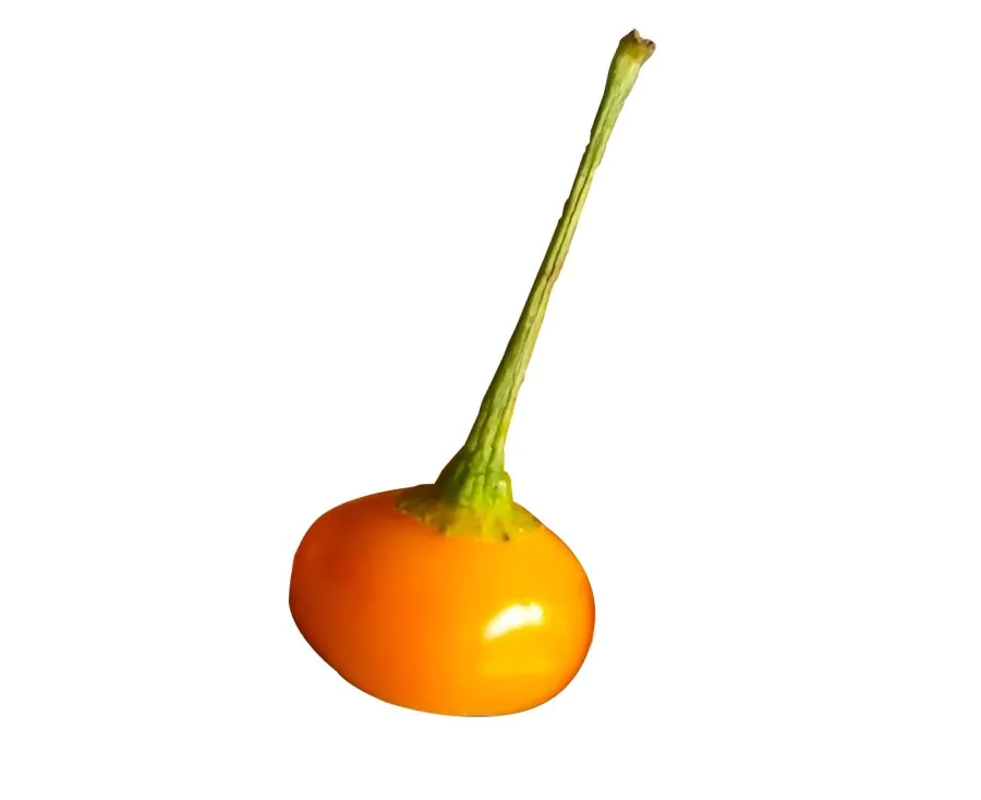 Capezzoli Di Scimmia